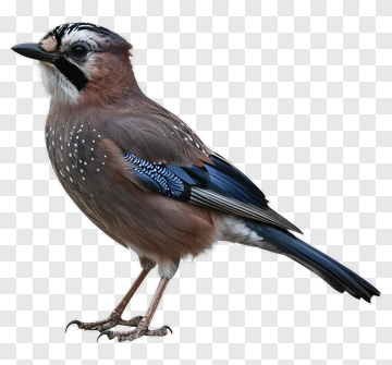 Jay With Blue Wing Feathers PNG