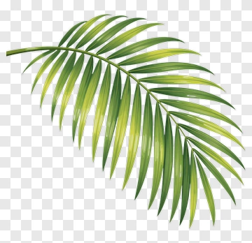 Palm Leaf PNG