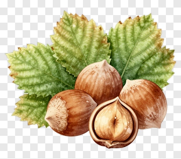 Hazelnut With Leaf PNG
