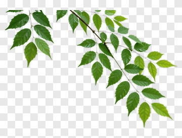 Green Leaf Branch PNG