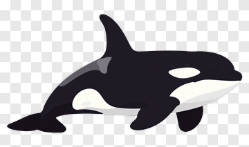 Orca PNG