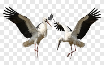 Two Storks On A Nest PNG