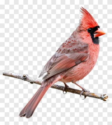 Red Cardinal Bird Perched On Branch PNG