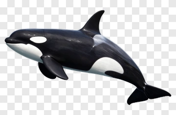 Orca In 3D Render PNG