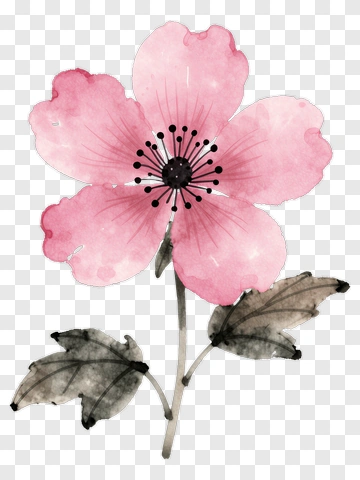 Pink Watercolor Flower PNG