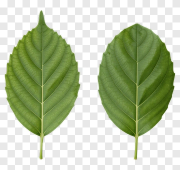 Two Green Leaves PNG