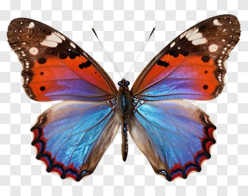 Colorful Butterfly PNG