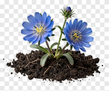 Blue Flower With Soil And Bud PNG