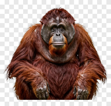 Orangutan With Red Fur PNG