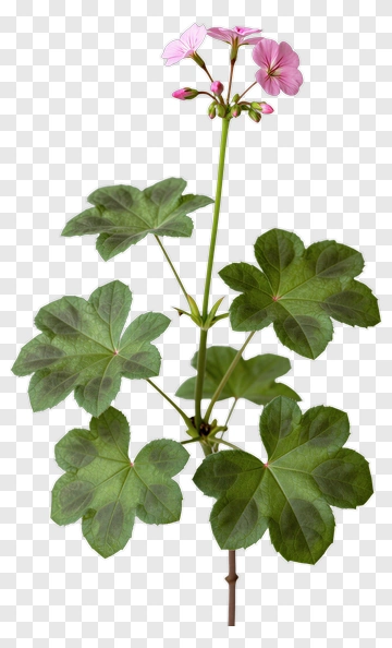 Pink Geranium Flower With Green Leaves PNG