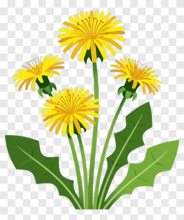 Yellow Dandelion With Green Leaves PNG