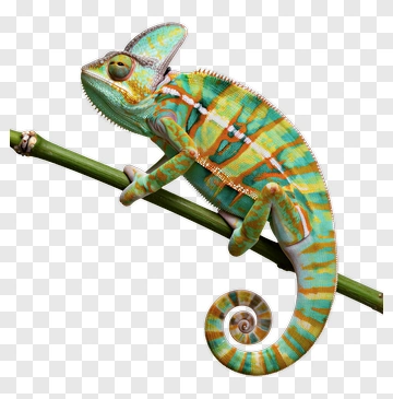 Colorful Chameleon On Branch PNG