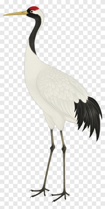 White Crane With Red Crown PNG