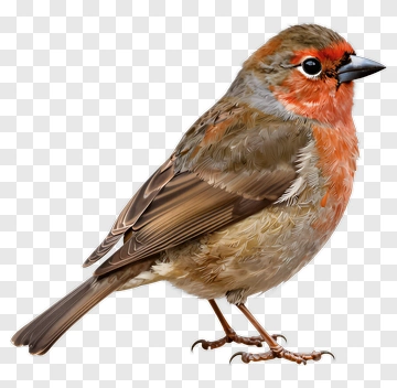 Red Breasted Bird Portrait PNG
