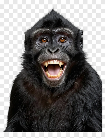 Black Monkey With Open Mouth PNG