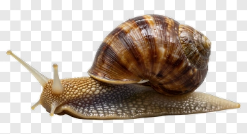 Snail PNG
