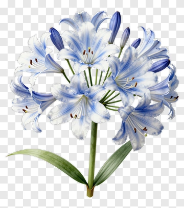 Blue And White Agapanthus Flower PNG