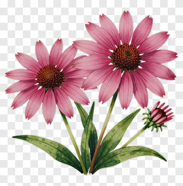 Pink Coneflowers With Green Leaves PNG