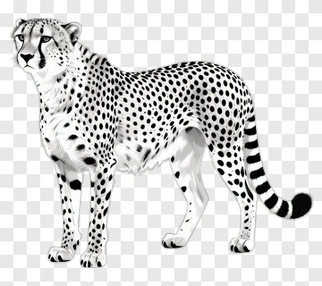 Cheetah In Monochrome Style PNG