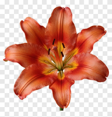 Orange Lily In Full Bloom PNG