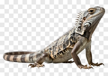 Iguana With Detailed Scales And Spine PNG