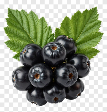 Blackberry With Leaf PNG