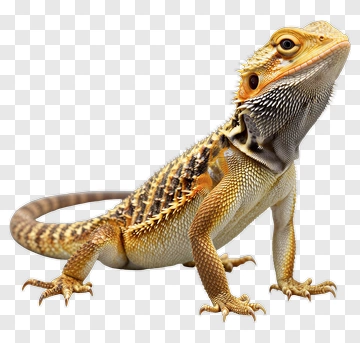 Bearded Dragon PNG