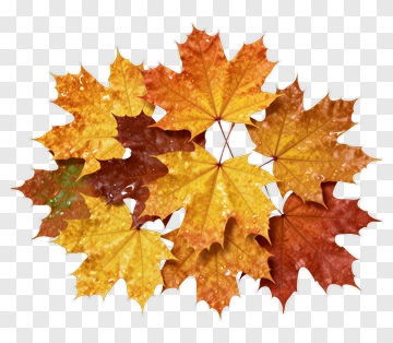 Maple Leaves In Autumn Colors PNG