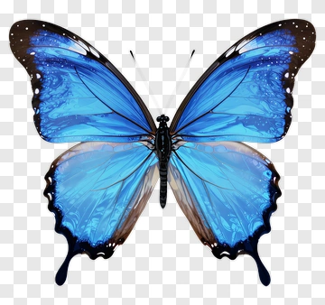 Blue Butterfly With Black And Brown Wings PNG