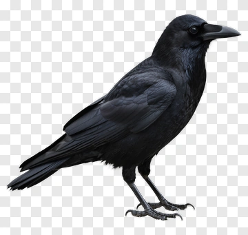 Black Crow Standing PNG