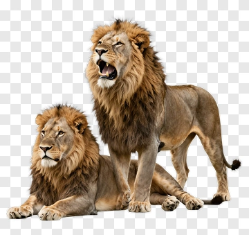 Male Lion And Lioness PNG