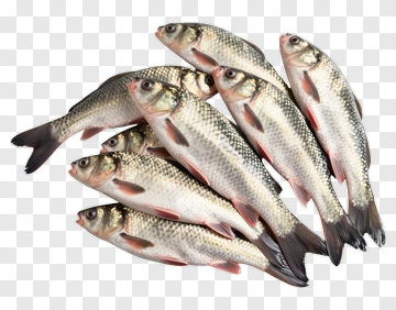 Fresh Fish PNG