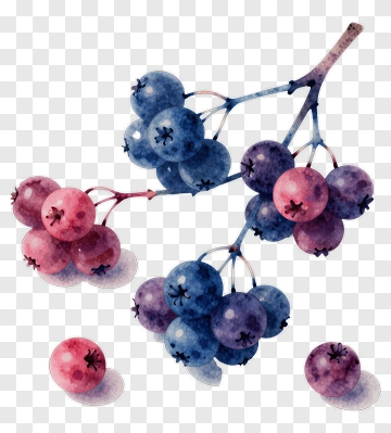 Watercolor Berries Cluster PNG