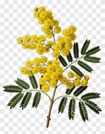 Acacia Flower Branch With Yellow Blooms PNG