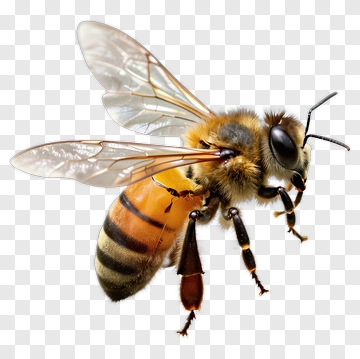 Bee In Mid-flight PNG