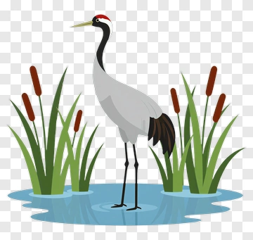 White Crane Standing In Water PNG