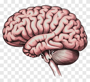 Human Brain Illustration PNG