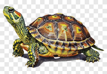 Watercolor Turtle PNG