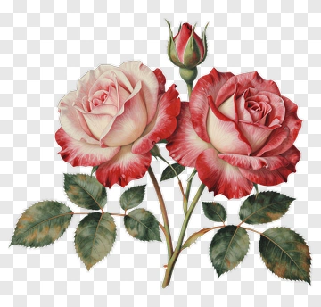Blooming Roses With Green Leaves PNG
