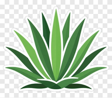 Agave Plant PNG