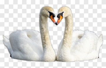 Two Swans In Love PNG