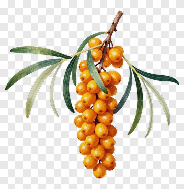 Sandalwood Berries On Branch PNG