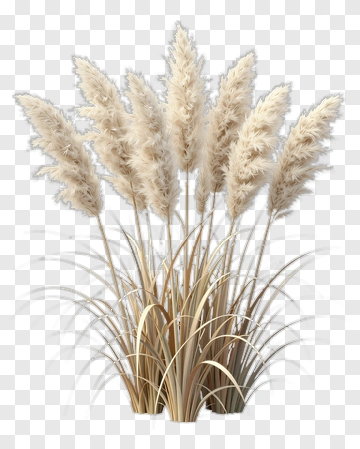 Pampas Grass Plant PNG