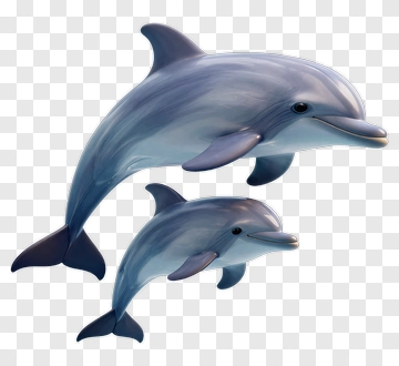 Dolphin Jumping Together PNG