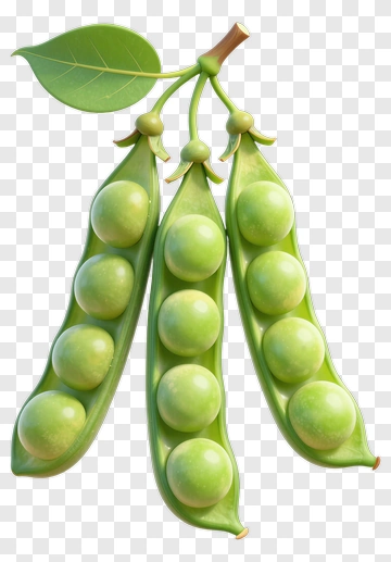 Fresh Green Pea Pods PNG