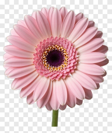 Pink Gerbera Daisy In Full Bloom PNG