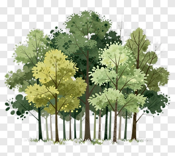 Forest Of Trees In Soft Greens PNG