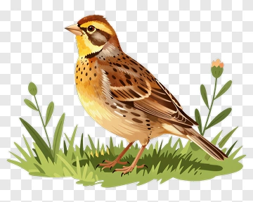 Illustration Of A Sparrow In Nature PNG