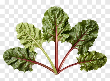 Swiss Chard Leaves PNG