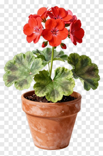 Red Geranium In Terracotta Pot PNG